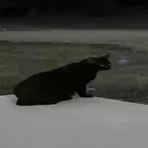 lost female cat moon kitty