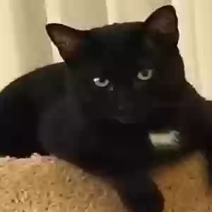 lost female cat misty gal