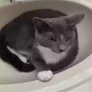 lost female cat boots