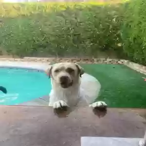 lost male dog stanley