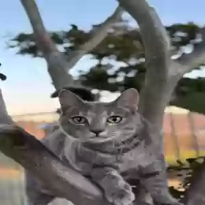 lost female cat bean