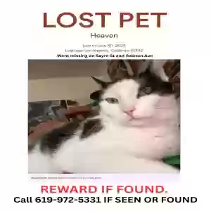 lost female cat heaven