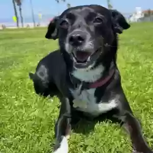 lost female dog penelope