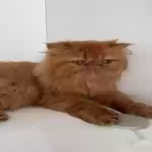 lost female cat molly