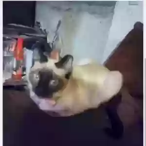 lost female cat meelah
