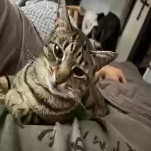 lost female cat mia
