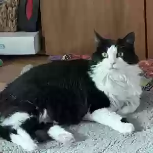 lost female cat missy