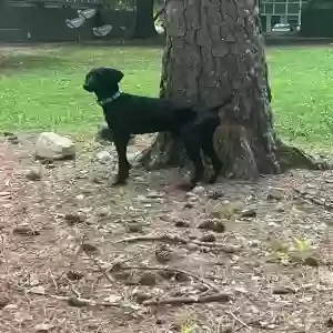 lost male dog kush