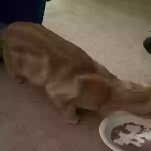 found male cat unknown