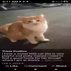 lost female cat cheyenne