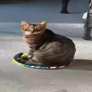 lost male cat rajah