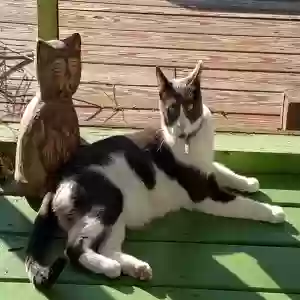 lost male cat baxter
