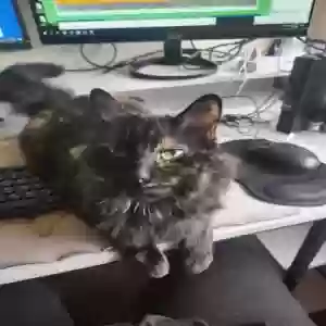 lost female cat twinkle