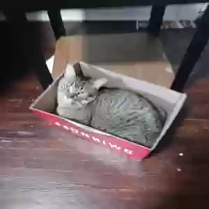 lost male cat leo