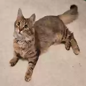 lost female cat foxy