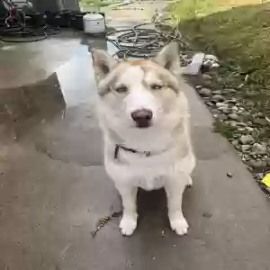 lost male dog milo