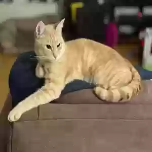 lost male cat leonard