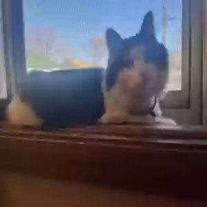 lost female cat mia