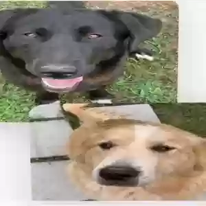 lost female dog luna/stella
