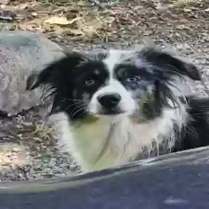 found unknown dog unknown