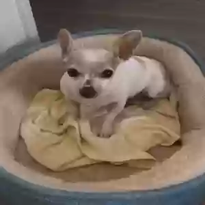 lost female dog maya