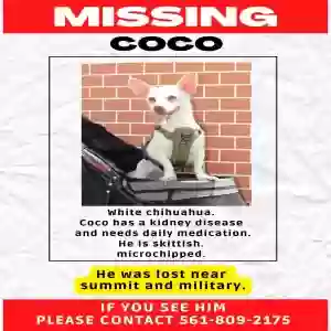 lost male dog coco