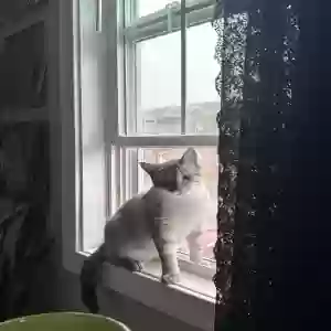 lost female cat sasha