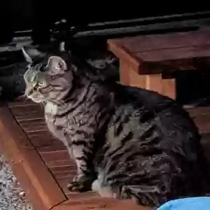 lost male cat man cat