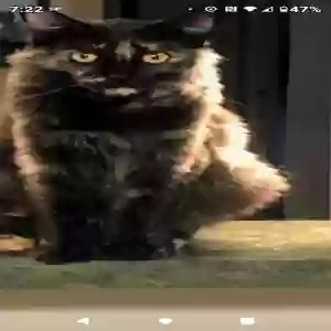 lost female cat molly