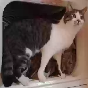 lost female cat granger