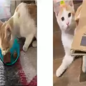 lost male cat luci