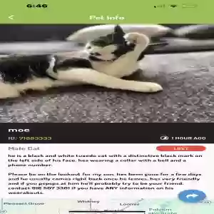 lost male cat moe