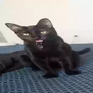 lost male cat hunter
