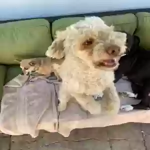 lost male dog toby