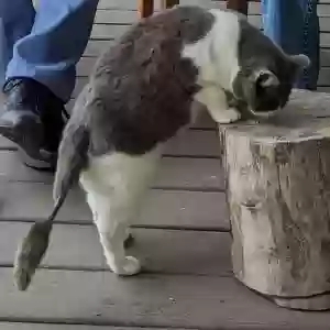 lost female cat maymay