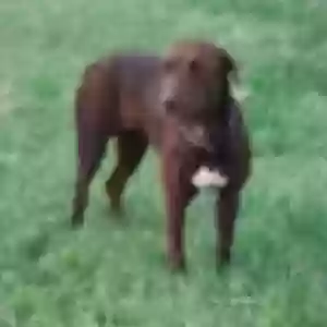 found unknown dog unknown