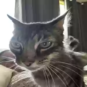 lost male cat maverick