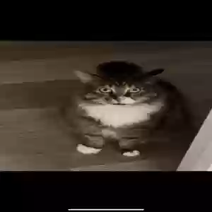 lost male cat unknown