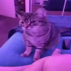 lost male cat jack