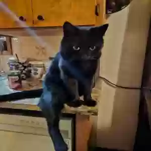 lost male cat kitty poo poo