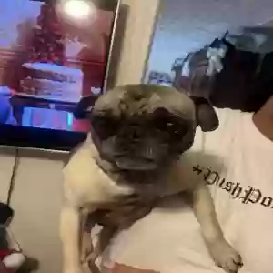lost male dog bernie singleton