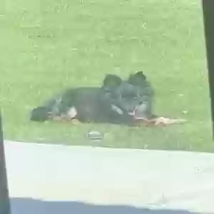 lost male dog milo