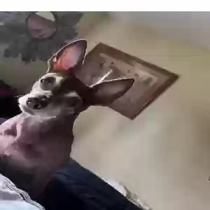 lost female dog ruby
