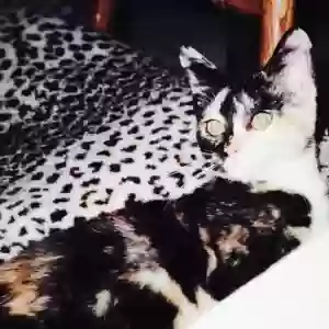 lost female cat unknown