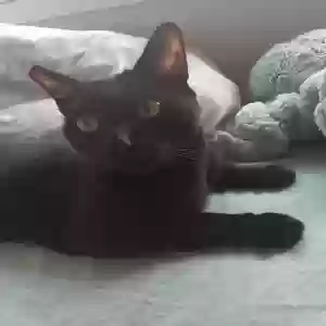 lost male cat bagheera