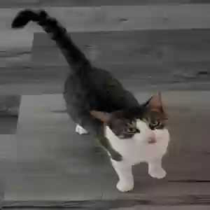 lost female cat coconut