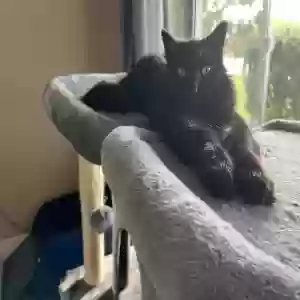 lost male cat bagheera (gheera)