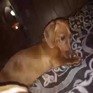 lost female dog daisy lynn