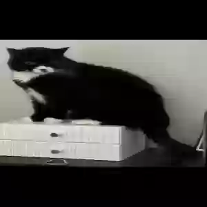 lost male cat chef