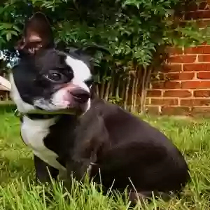 lost female dog izzy hudson